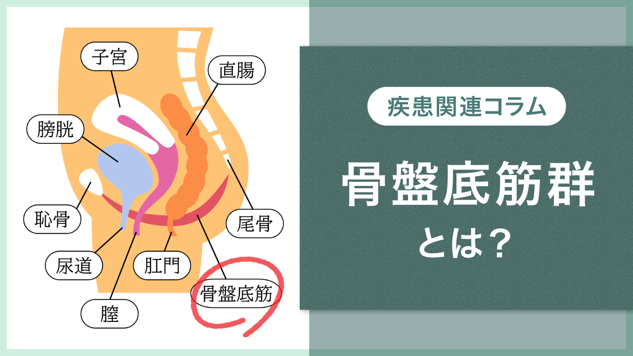 骨盤底筋群とは