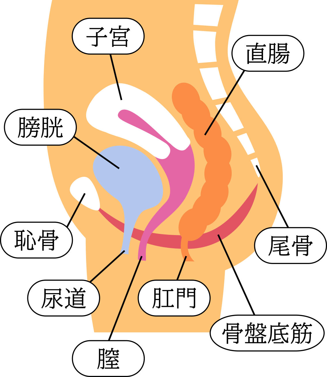 骨盤底筋群の解剖図